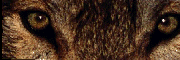 cliquer pour une image agrandie.